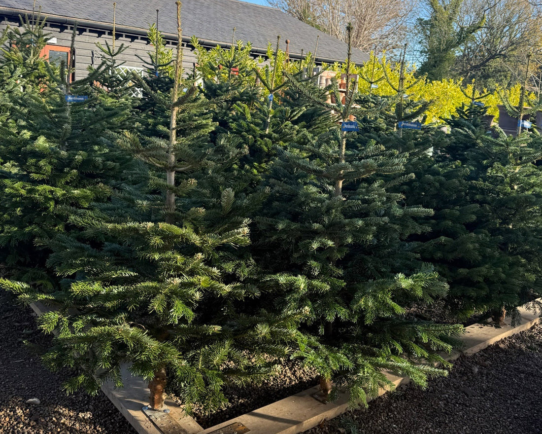 Find Your Perfect Christmas Tree at Frankie’s Farmshop