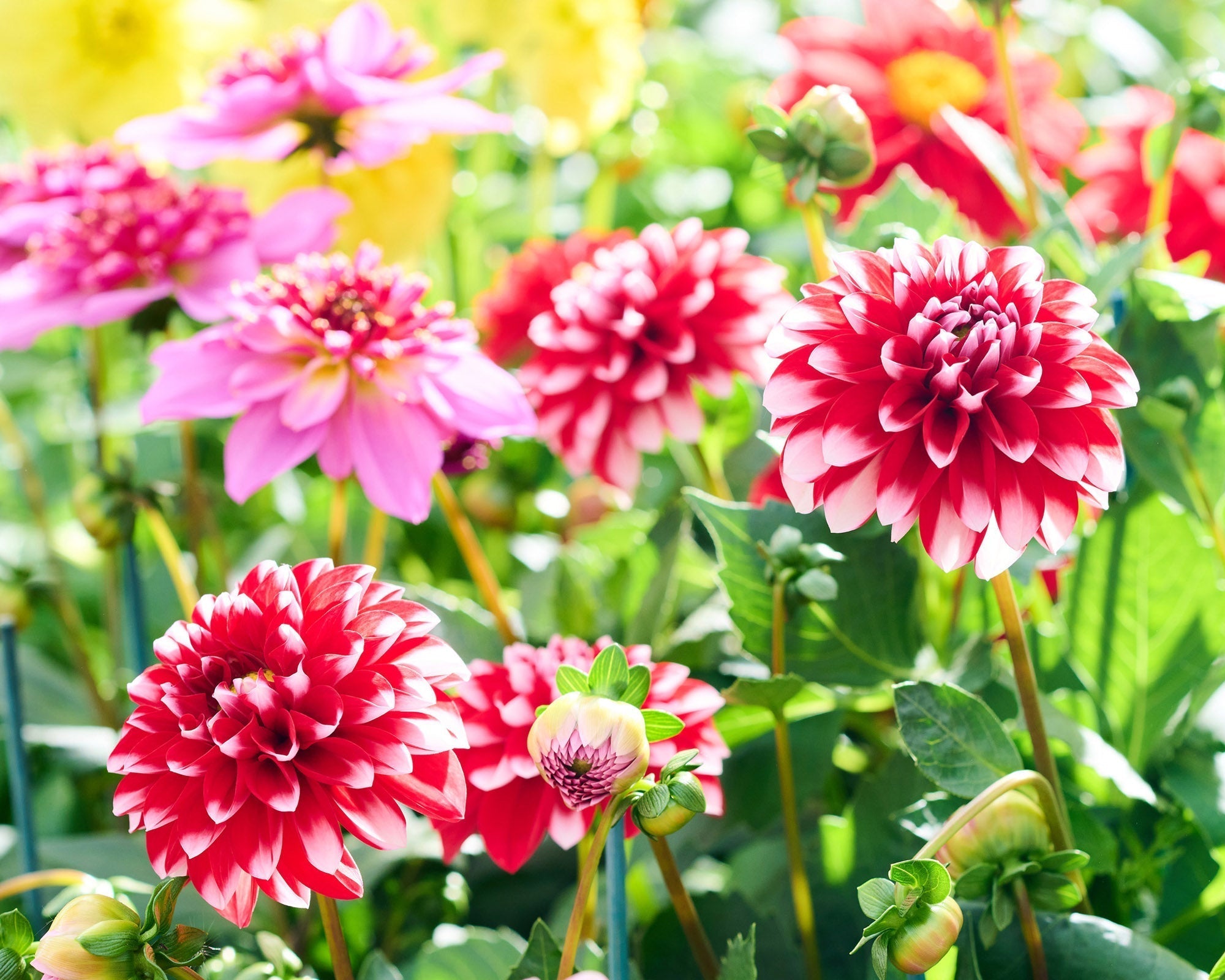 Grown in Staplehurst for Over 20 Years
