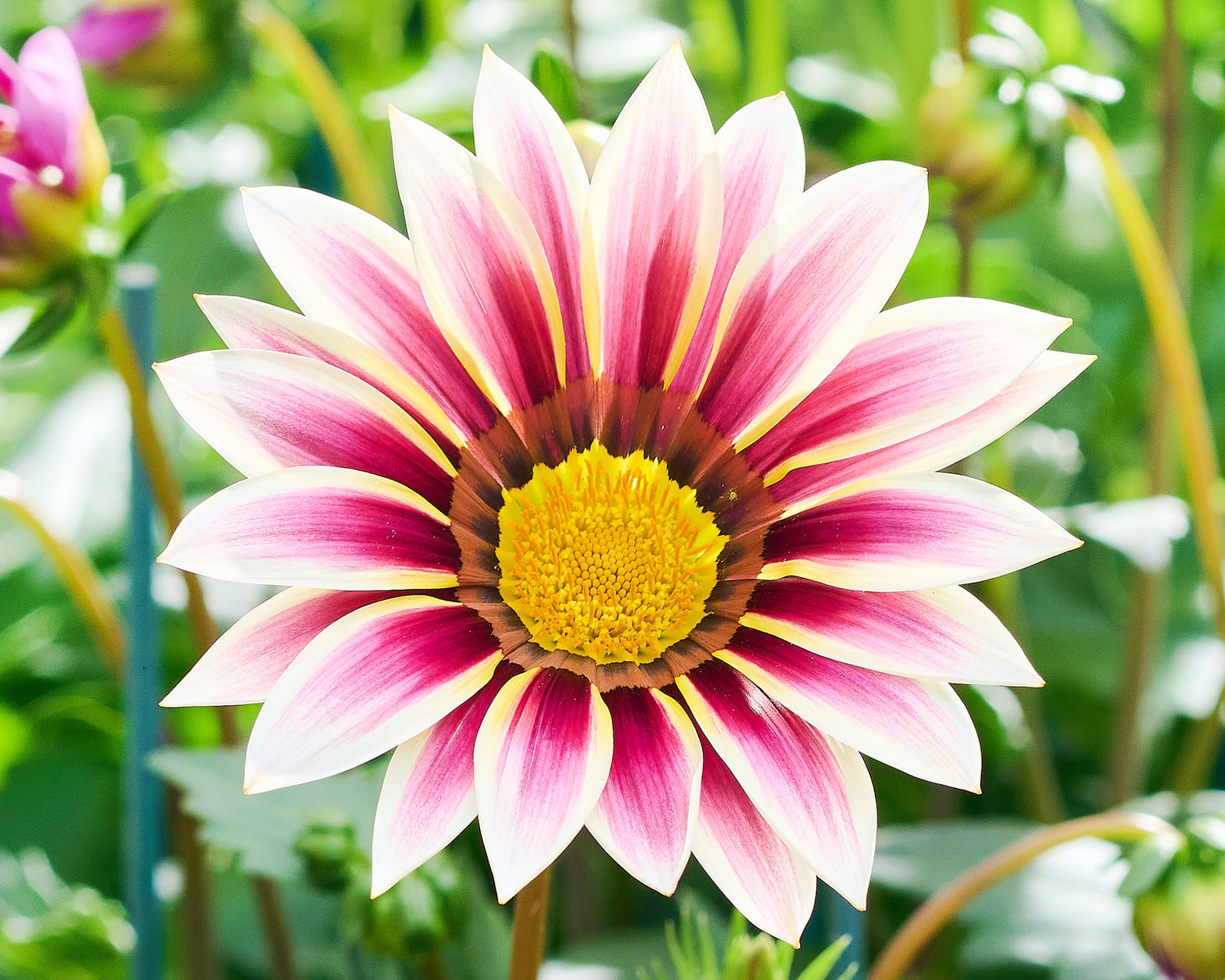 Grown in Staplehurst for Over 20 Years