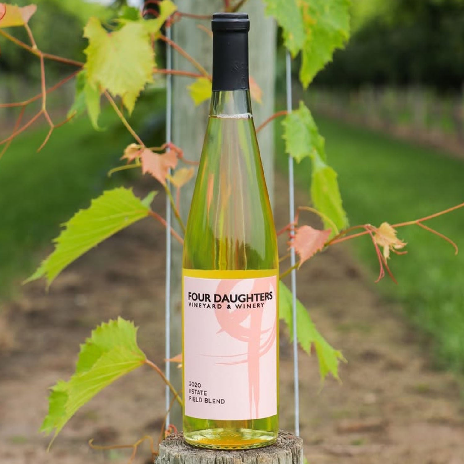 Bottle of Four Daughters Vineyard & Winery wine on a wooden post with greenery in the background