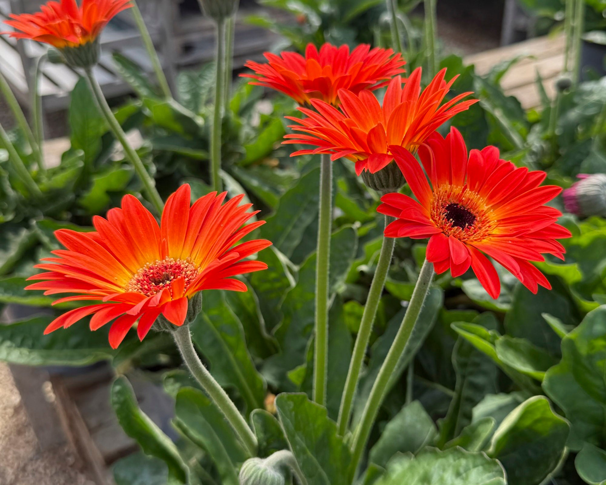 Close-up of vibrant orange flowers with green leaves in a garden setting.