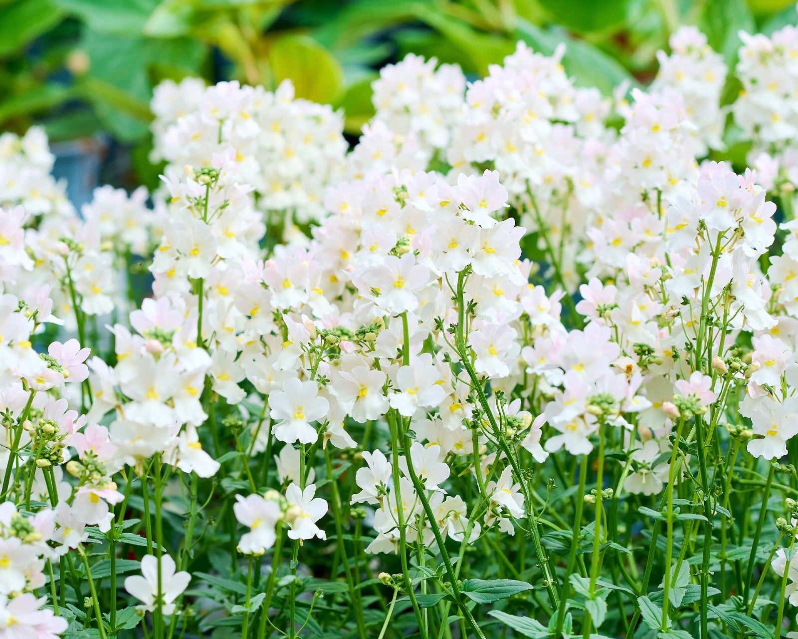 Grown in Staplehurst for Over 20 Years