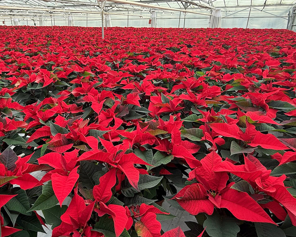 Poinsettia Tour with Marcel