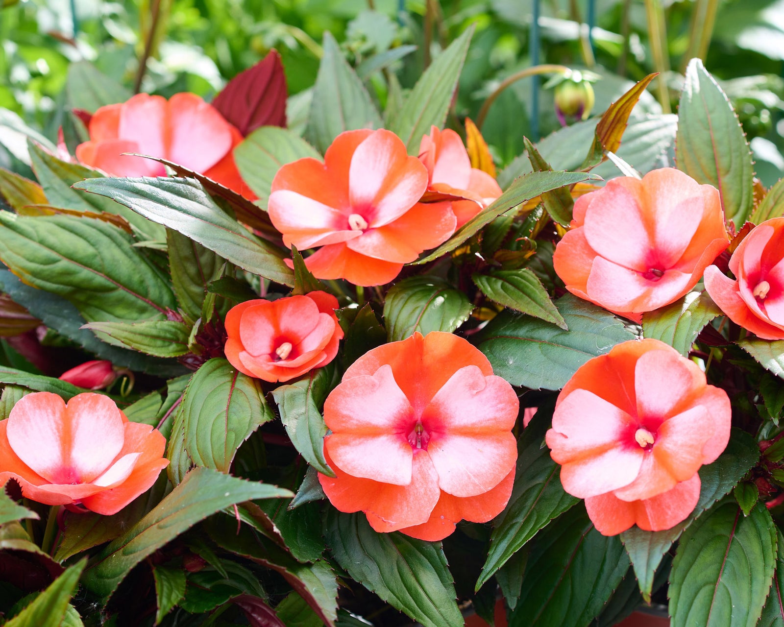 Grown in Staplehurst for Over 20 Years